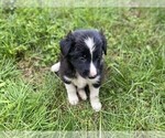 Small Photo #6 Border Collie Puppy For Sale in MYERSTOWN, PA, USA