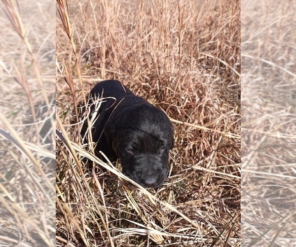 Medium Photo #3 Labrador Retriever Puppy For Sale in AVA, MO, USA