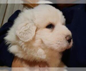 Great Pyrenees Puppy for sale in CELINA, OH, USA