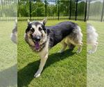 Small #5 German Shepherd Dog Mix