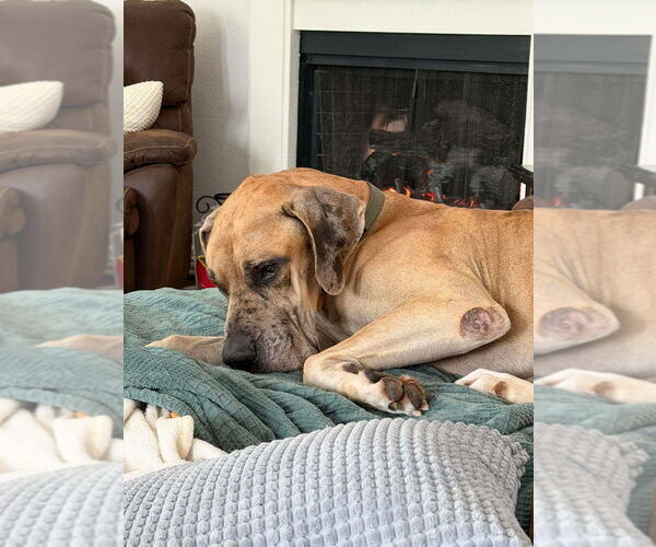 Medium Photo #3 Great Dane Puppy For Sale in Bullard, TX, USA