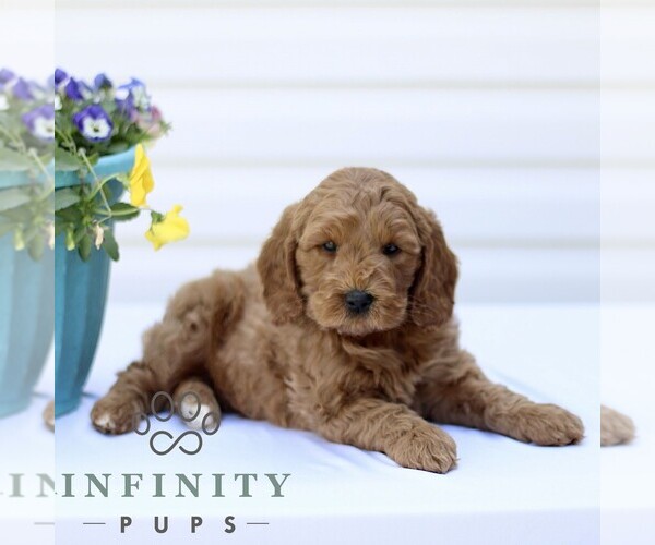 Medium Photo #4 Goldendoodle (Miniature) Puppy For Sale in RONKS, PA, USA