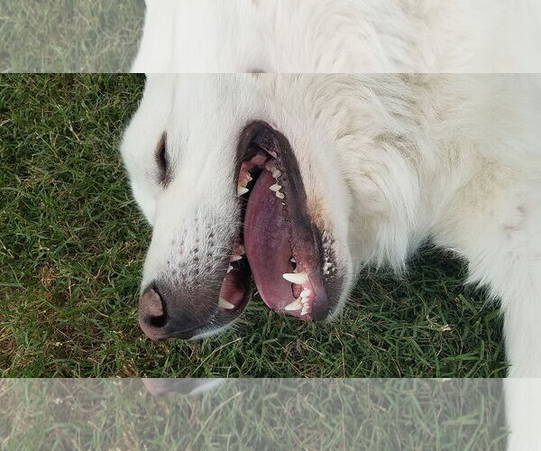Medium Photo #6 Great Pyrenees Puppy For Sale in Houston, TX, USA
