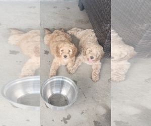 Cocker Spaniel-Goldendoodle Mix Puppy for sale in SUMMERVILLE, SC, USA