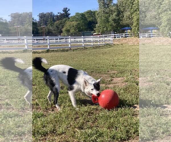 Medium Photo #3 Border Collie Puppy For Sale in Paso Robles, CA, USA