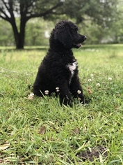 Poodle (Standard) Puppy for sale in DAYTON, TX, USA
