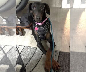 Doberman Pinscher Dogs for adoption in St. Louis Park, MN, USA