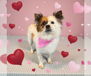 Paperanian Dogs for adoption in Lexington Park, MD, USA