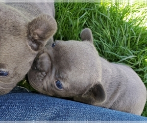 French Bulldog Puppy for sale in SOUTH WHITLEY, IN, USA