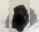 Small #2 Chow Chow-Poodle (Standard) Mix