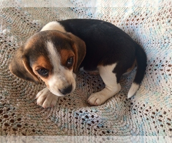 Medium Photo #8 Beagle Puppy For Sale in HURRICANE MILLS, TN, USA