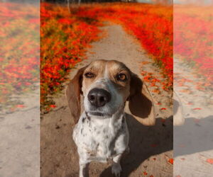 Beagle Dogs for adoption in Apple Valley, CA, USA