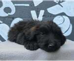 Small Photo #2 Labrador Retriever-Unknown Mix Puppy For Sale in Brewster, NY, USA