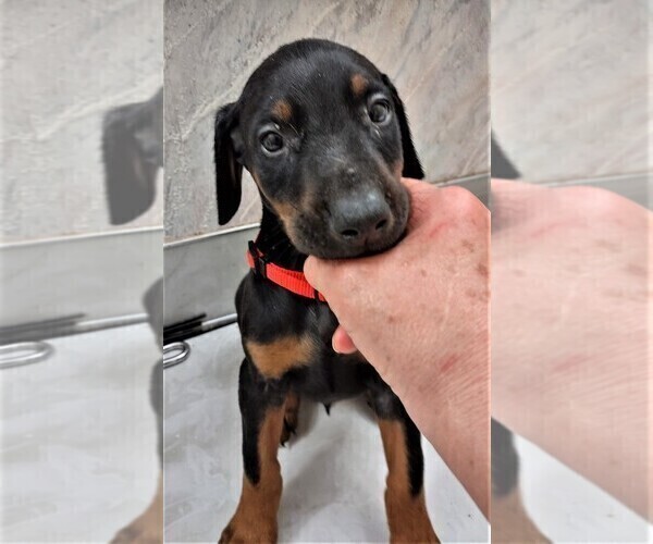 Medium Photo #5 Doberman Pinscher Puppy For Sale in VANCOUVER, WA, USA