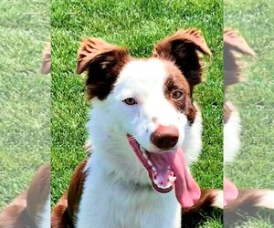 Border Collie-Unknown Mix Dogs for adoption in Emmett, ID, USA