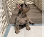 Small #9 French Bulldog