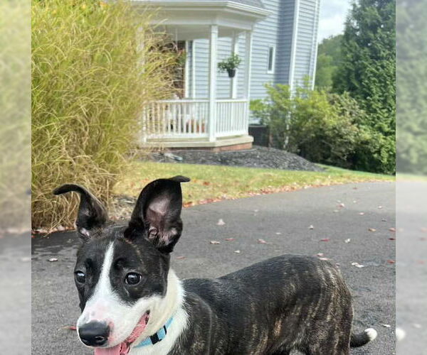 Medium Photo #2 Mutt Puppy For Sale in Springdale, PA, USA