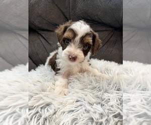 YorkiePoo Puppy for sale in SAN ANTONIO, TX, USA