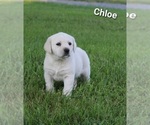 Puppy Chloe Labrador Retriever