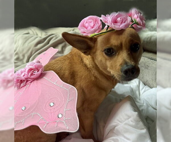 Medium Photo #8 Chihuahua-Unknown Mix Puppy For Sale in Arlington, VA, USA