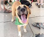 Small #3 Labrador Retriever Mix