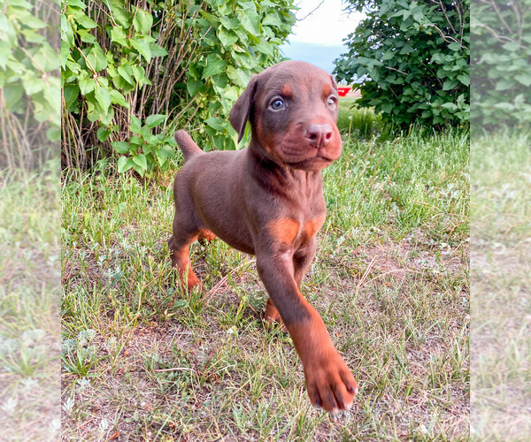 Medium Photo #20 Doberman Pinscher Puppy For Sale in CHEYENNE, WY, USA