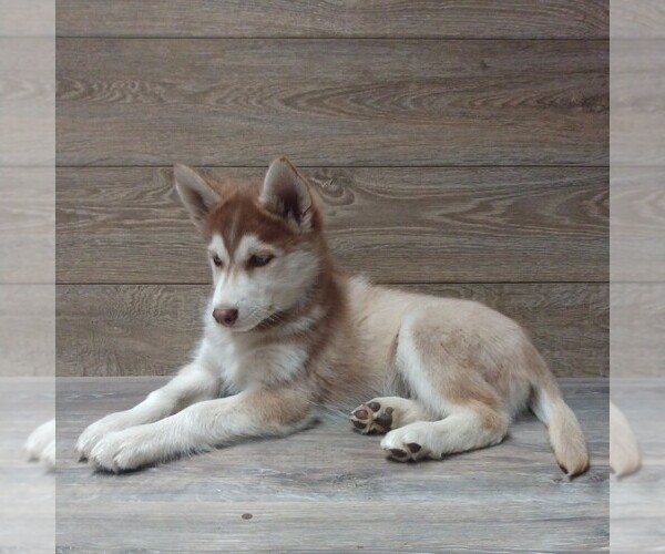 Medium Photo #1 Siberian Husky Puppy For Sale in SEYMOUR, MO, USA