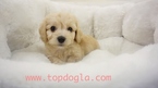 Small Photo #1 Morkie Puppy For Sale in LA MIRADA, CA, USA