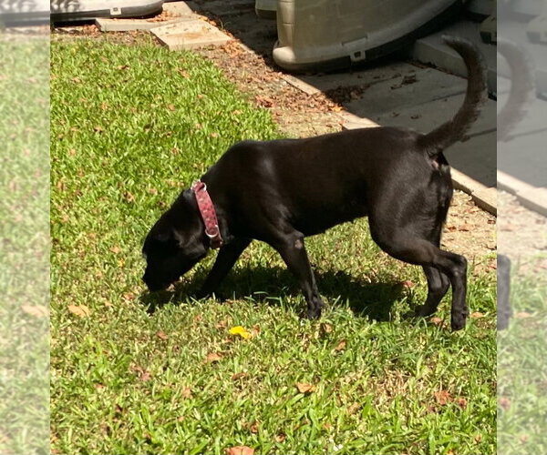 Medium Photo #4 Labrador Retriever-Unknown Mix Puppy For Sale in Canton, CT, USA
