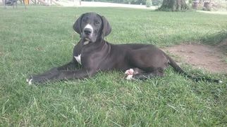 Great Dane Puppy for sale in SELMA, IN, USA