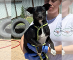 Small #1 Chiweenie