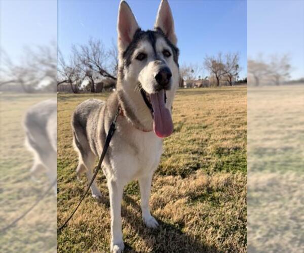 Medium Photo #2 Alaskan Malamute-Unknown Mix Puppy For Sale in Las Vegas, NV, USA
