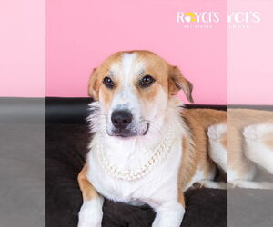 Australian Shepherd-Unknown Mix Dogs for adoption in Sandy, UT, USA