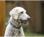 Small #6 Goldendoodle