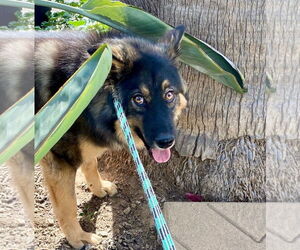 Martin - Male Australian Shepherd-Unknown Mix Dog for Adoption - Photo #3