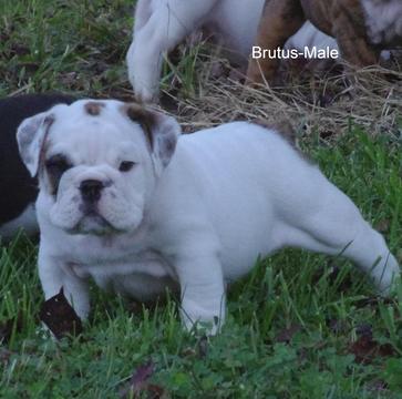 Medium Photo #1 Bulldog Puppy For Sale in COAL CITY, IN, USA