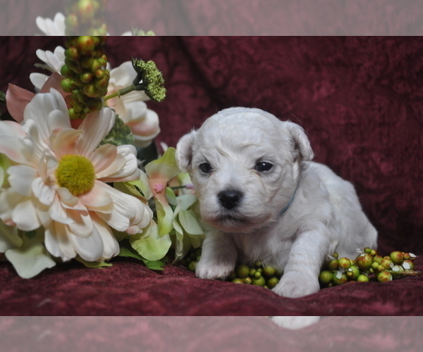 Medium Photo #7 Bichon Frise Puppy For Sale in BREMEN, GA, USA