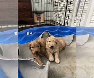 Goldendoodle (Miniature) Puppy for sale in IND HBR BCH, FL, USA