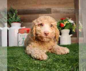 Poodle (Miniature) Puppy for sale in MINNEAPOLIS, MN, USA