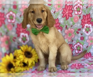 Golden Retriever Puppy for sale in LANCASTER, PA, USA