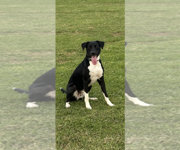 Medium Photo #1 Catahoula Leopard Dog-Unknown Mix Puppy For Sale in San Diego , CA, USA