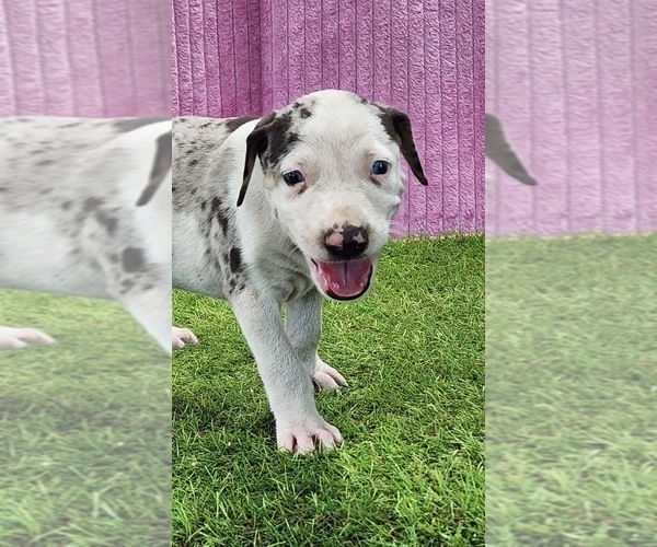 Medium Photo #8 Catahoula Leopard Dog Puppy For Sale in CUMBY, TX, USA