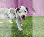 Small #7 Catahoula Leopard Dog