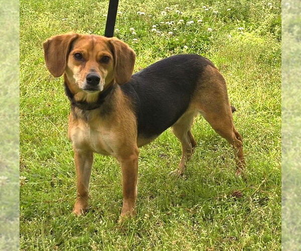 Medium Photo #1 Beagle-Unknown Mix Puppy For Sale in Wetumpka, AL, USA