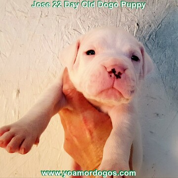 Medium Photo #36 Dogo Argentino Puppy For Sale in PINEVILLE, MO, USA