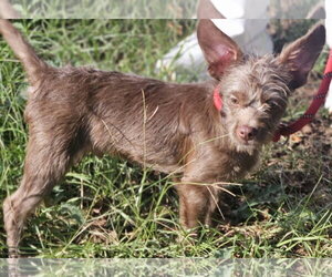 Brownie *LOCAL* *MEET ME* - Male Chihuahua-Unknown Mix Dog for Adoption - Photo #3