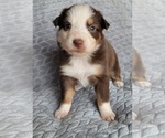 Small #1 Australian Shepherd