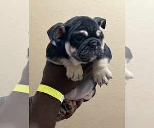 English Bulldog Puppy for sale in MANVEL, TX, USA