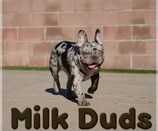 Medium Photo #1 French Bulldog Puppy For Sale in PACOIMA, CA, USA