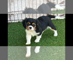 Image preview for Ad Listing. Nickname: Yellow collar